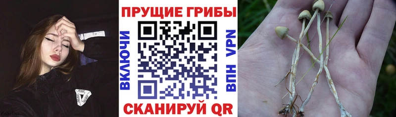 Псилоцибиновые грибы Psilocybe Хасавюрт